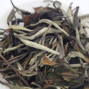 Organic White Peony 6901